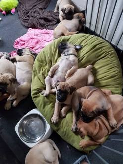 13528752_919933001462436_8635238812143437645_n