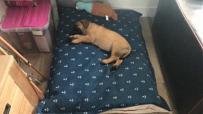 2017-09-22 Buddy in zijn nieuwe thuis