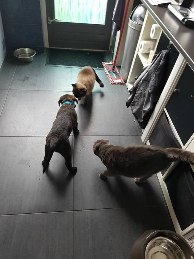 2017-09-22 Marley in zijn nieuwe thuis