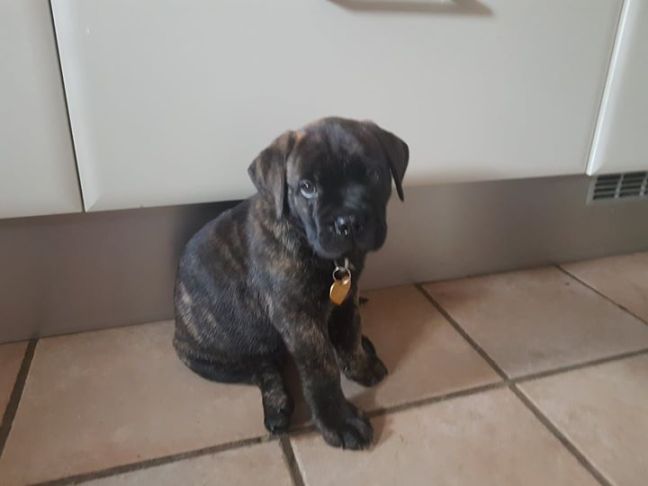 2017-09-23 Snio in zijn nieuwe thuis