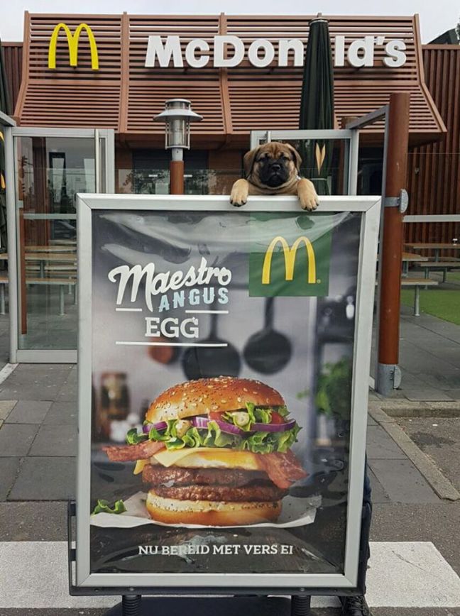 2017-09-25 Rico onderweg naar zijn nieuwe thuis